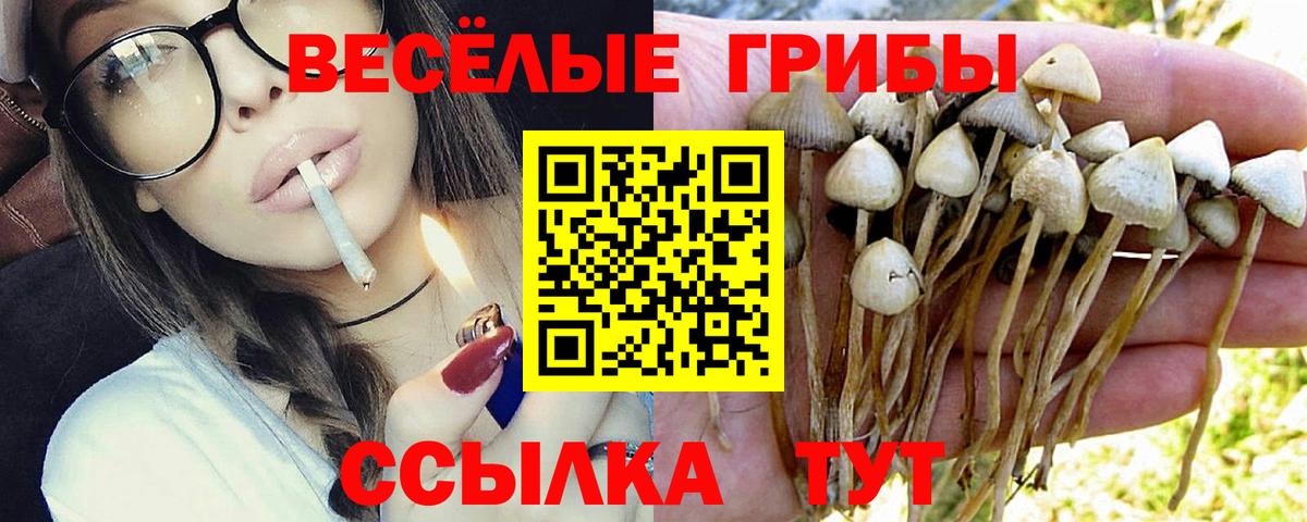Горно-Алтайск  Псилоцибиновые грибы мицелий  Псилоцибиновые грибы GOLDEN TEACHER  Вход с VPN 